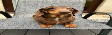 Miniature Dachshund 1