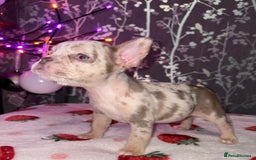 French Bulldog dogs for sale: French bulldog puppy’s - Image 3