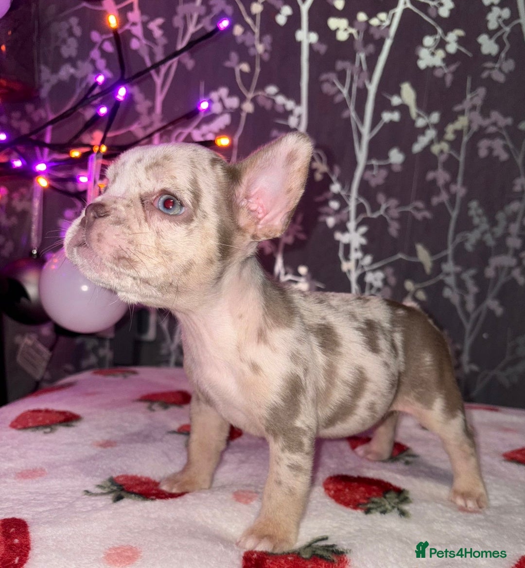 French Bulldog dogs for sale: French bulldog puppy’s - Image 3