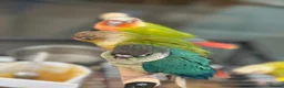 Conures birds for sale: Baby Conures in Manchester - Advert 3