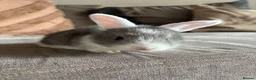 Mini Lop rabbits for sale: Lop bunnies  - Advert 9