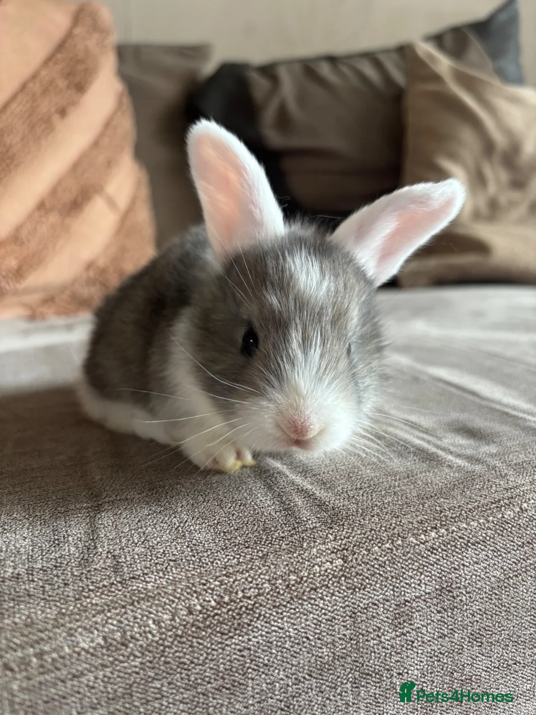 Mini Lop rabbits for sale: Lop bunnies  - Advert 9