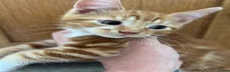 Domestic Shorthair cats for sale: Four beautiful kittens 9 weeks, READY TO GO! - Advert 23