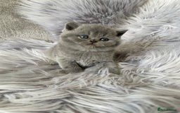 British Shorthair cats for sale: 🔥 BRITISH SHORTHAIR KITTENS BLUE BLACK LILAC CHOC - Image 10
