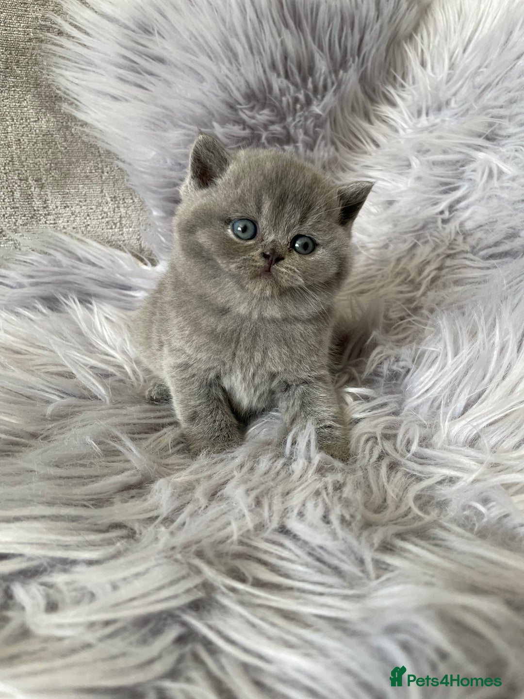 British Shorthair cats for sale: 🔥 BRITISH SHORTHAIR KITTENS BLUE BLACK LILAC CHOC - Image 10