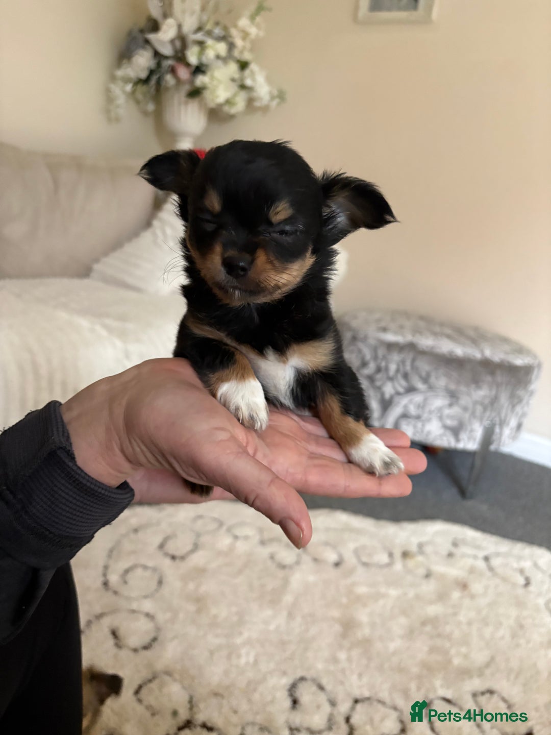 Chihuahua dogs for sale: Gorgeous tiny long coated chihuahua puppies  - Image 3