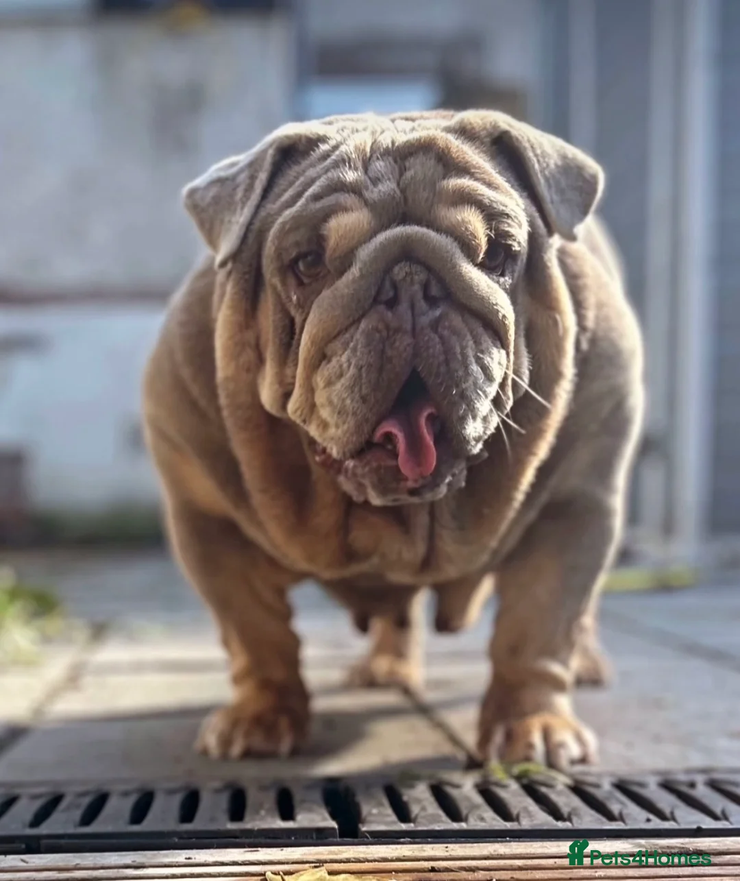 English Bulldog dogs for sale: Quality boy  - Advert 7