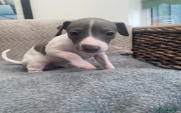 Italian Greyhound dogs for sale: ItalianGreyhound Puppies Ready4Their Forever Homes - Image 8