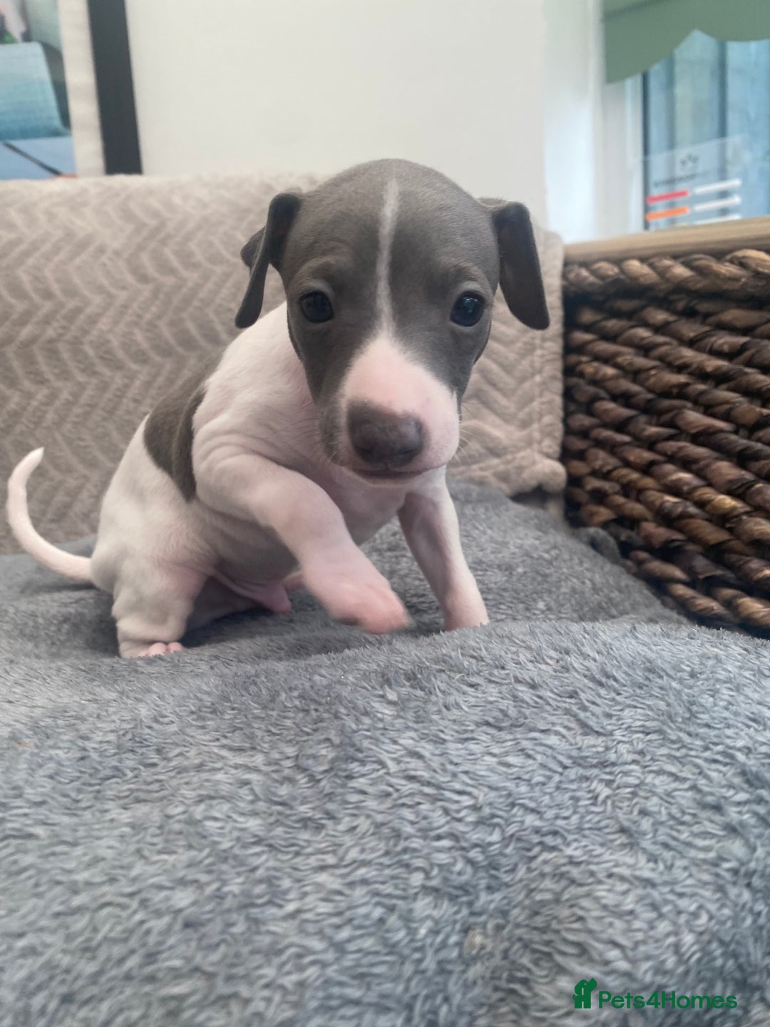 Italian Greyhound dogs for sale: ItalianGreyhound Puppies Ready4Their Forever Homes - Image 8