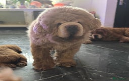 Tibetan Mastiff dogs for sale: Chinese Tibetan mastiff pups  - Image 29