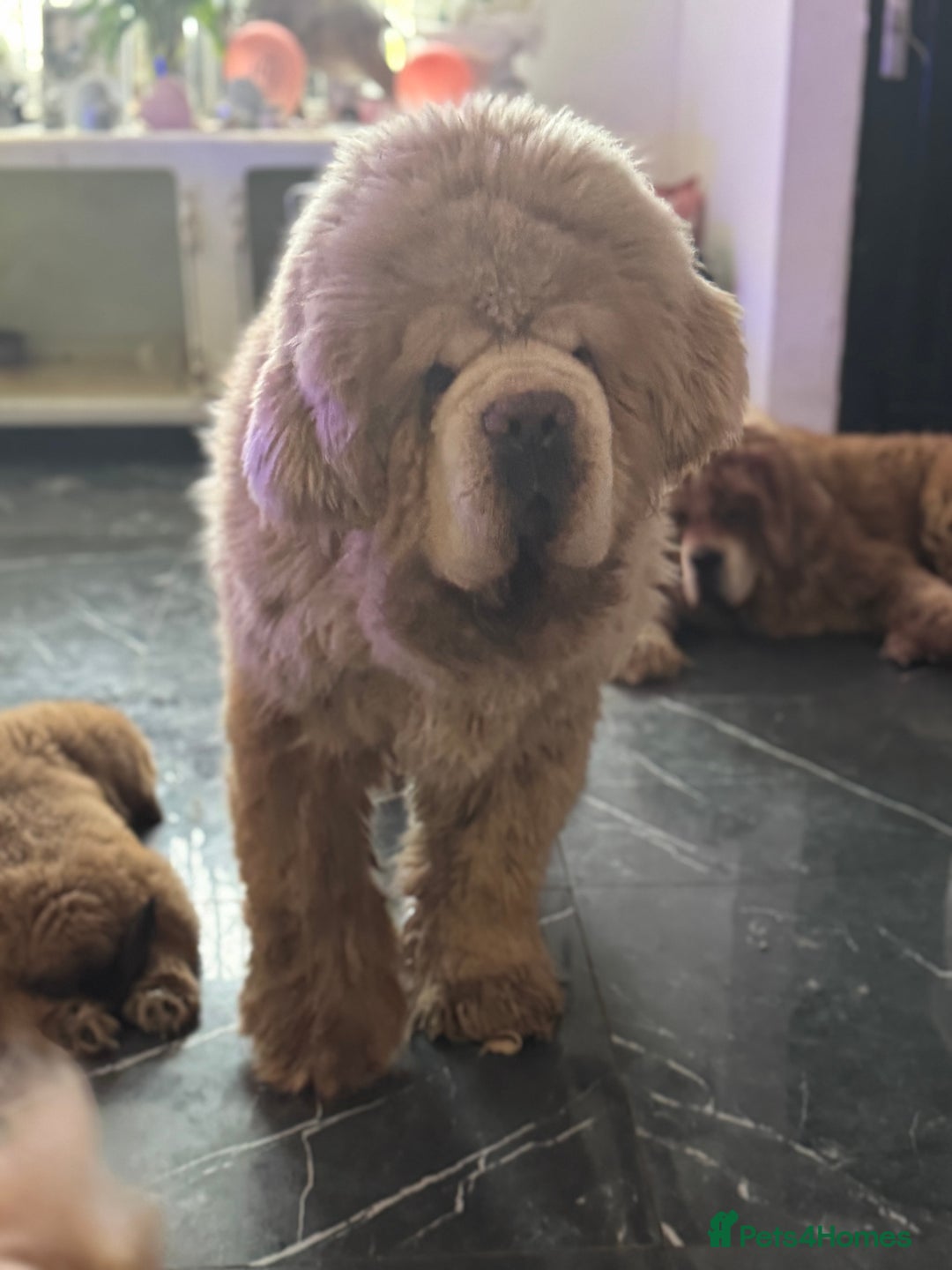 Tibetan Mastiff dogs for sale: Chinese Tibetan mastiff pups  - Image 29