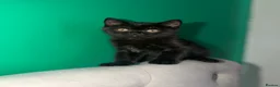 Scottish Fold cats for sale: Beautiful Scottish Fold & Straight Female Kittens - Advert 22