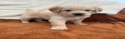 Golden Retriever dogs for sale: KC Registered Golden Retriever Puppies  in Tenterden - Advert 5