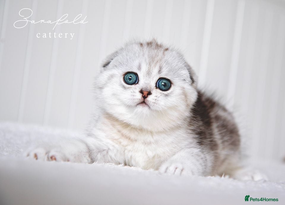 Scottish Fold cats Scottish Fold Healthy & Socialised - Advert 3