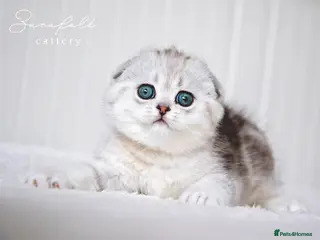Scottish Fold cats Scottish Fold Healthy & Socialised - Advert 3