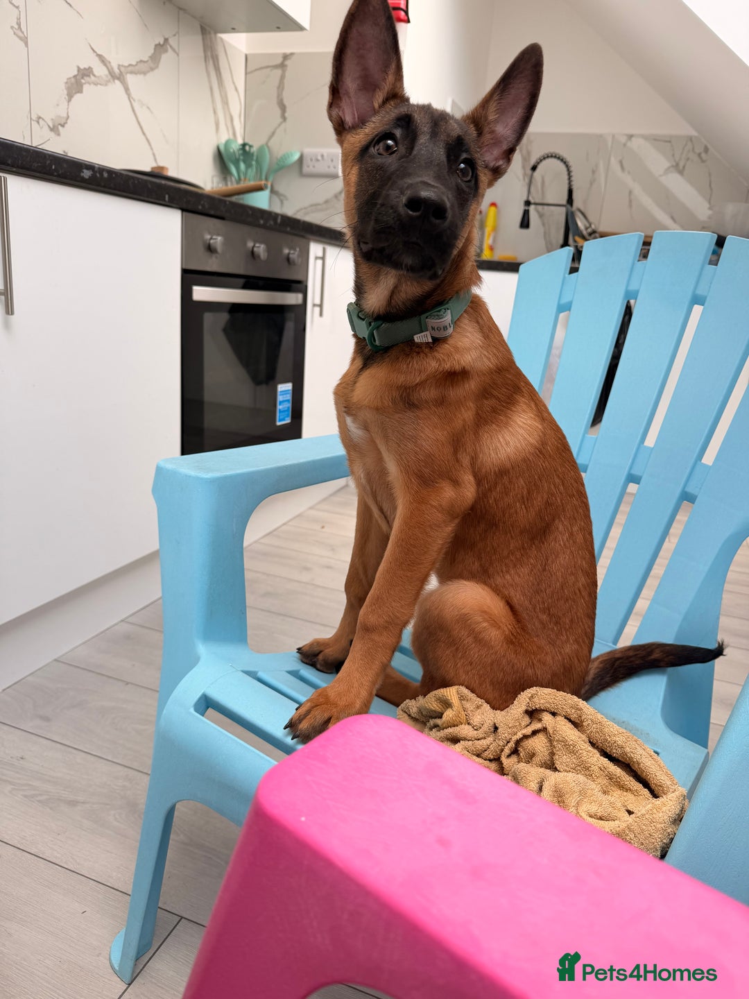 Belgian Shepherd Dog dogs for sale: 4-Month-Old Female Belgian Malinois  - Advert 6
