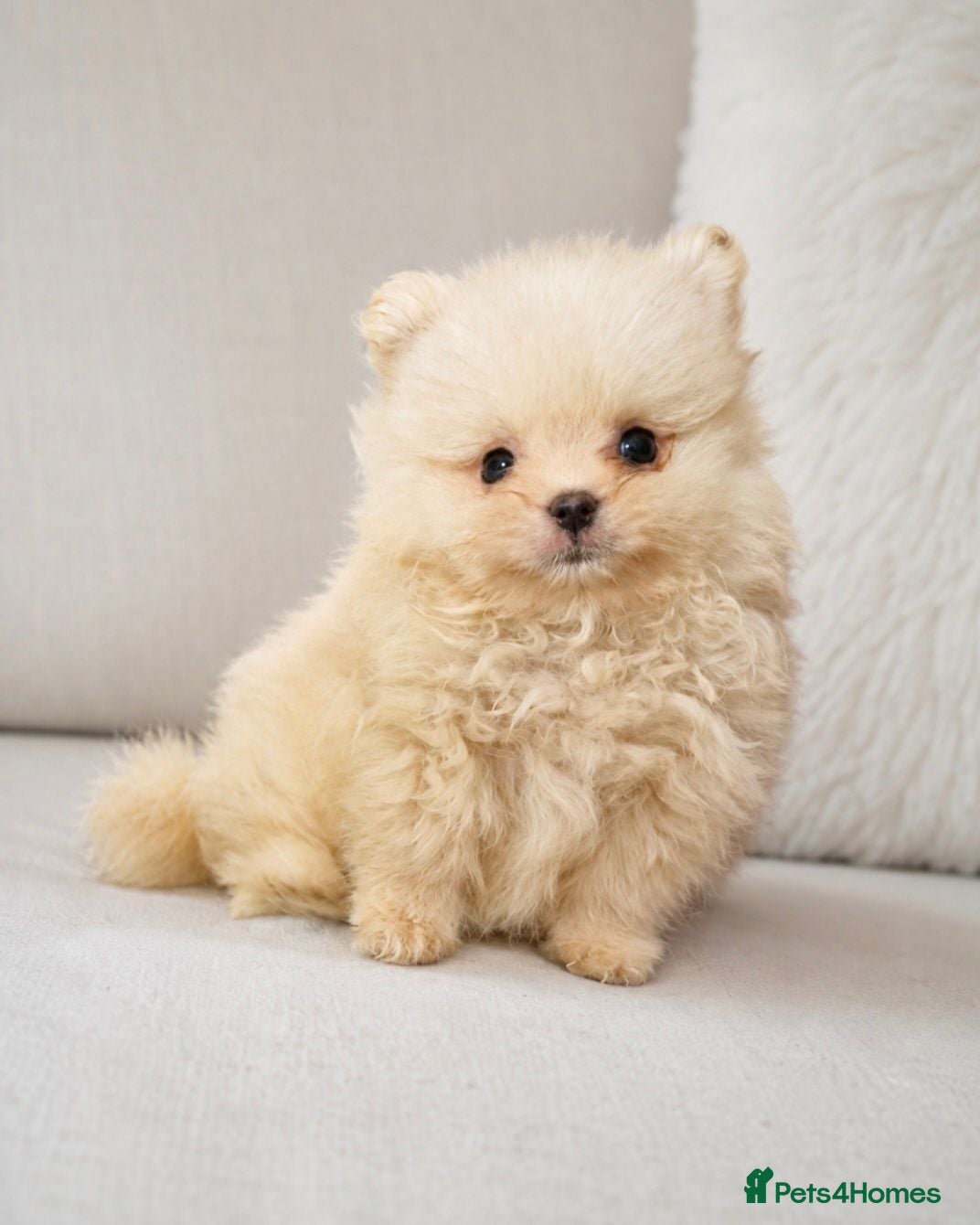 Pomeranian dogs Little pomeranian lovely boy - Advert 8