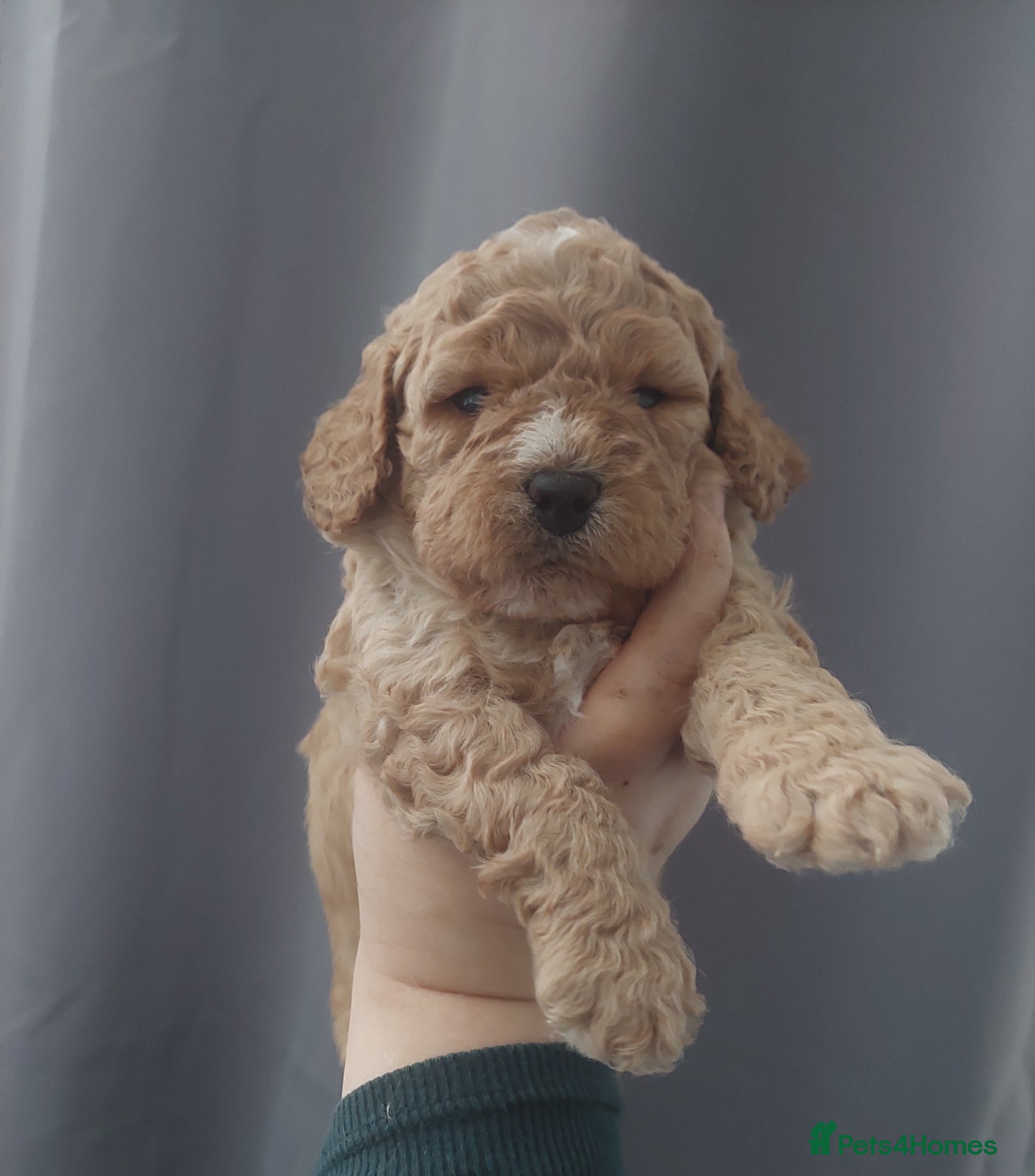 Cavapoo dogs Beautiful Cavapoo Puppies  - Advert 14