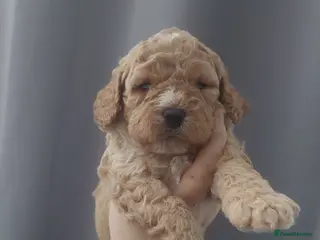 Cavapoo dogs Beautiful Cavapoo Puppies - Advert 14
