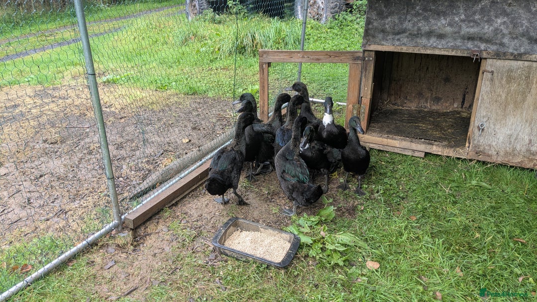 Ducks poultry for sale: Cayuga ducklings for sale - Image 3