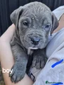Cane Corso Puppy 7