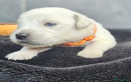 Golden Retriever dogs for sale: Gorgeous kc golden retrievers  - Image 10