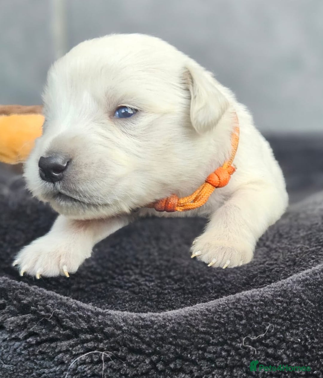 Golden Retriever dogs for sale: Gorgeous kc golden retrievers  - Image 10