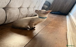Bengal cats for sale: Snow Lynx Bengal Kittens - Image 21