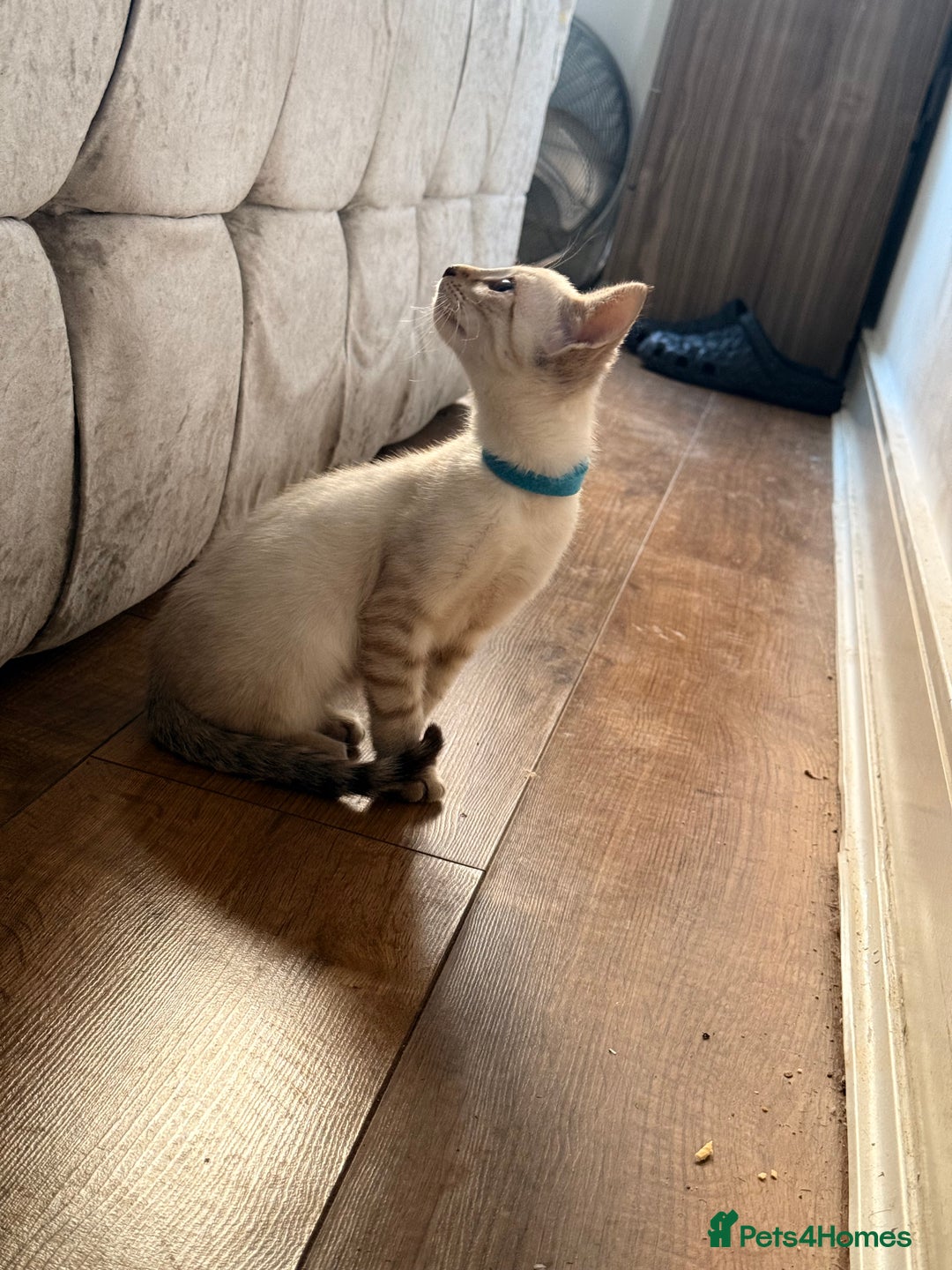 Bengal cats for sale: Snow Lynx Bengal Kittens - Image 21
