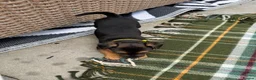 Patterjack dogs for sale: Patterjack puppy’s looking for loving home  - Advert 7
