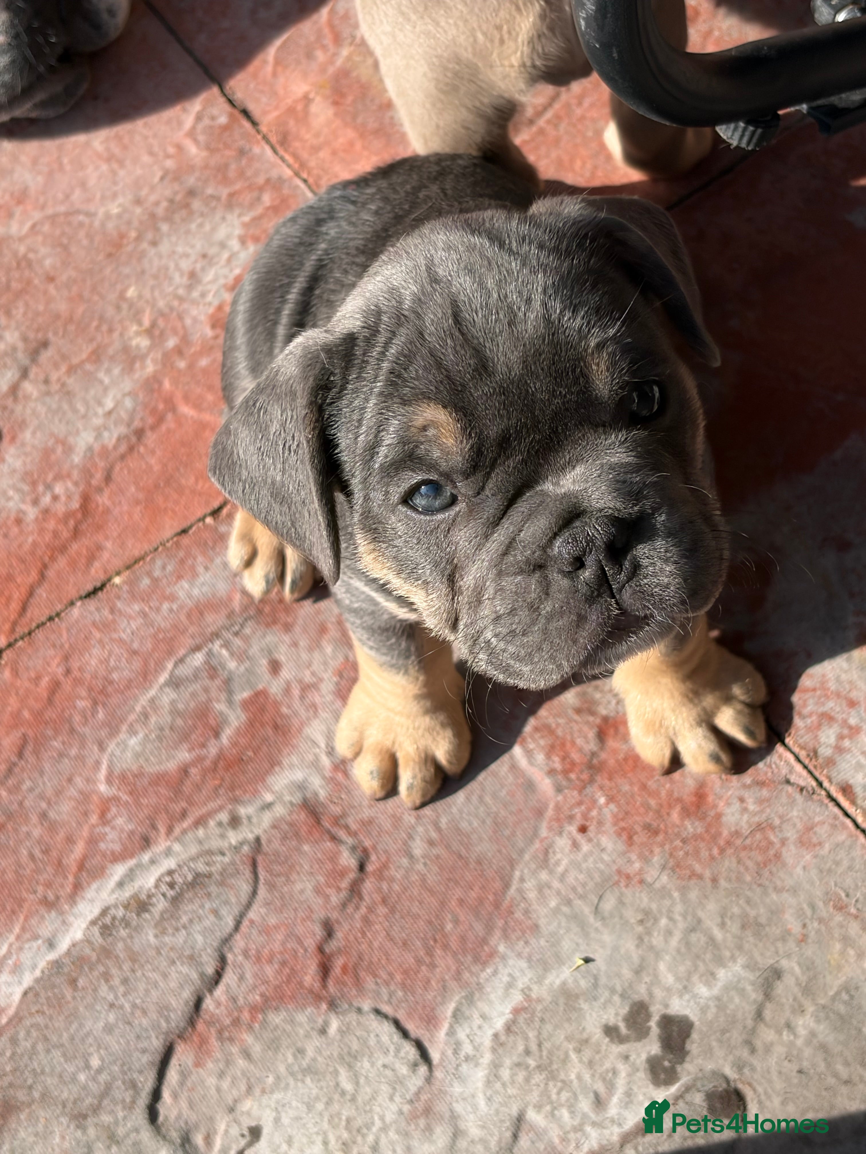 Mixed Breed dogs French x English bulldogs - Advert 11