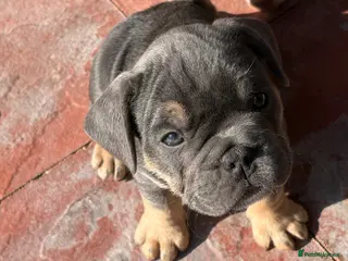 Mixed Breed dogs French x English bulldogs - Advert 10