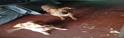 Mixed Breed dogs for sale: Beautiful pup  - Advert 4