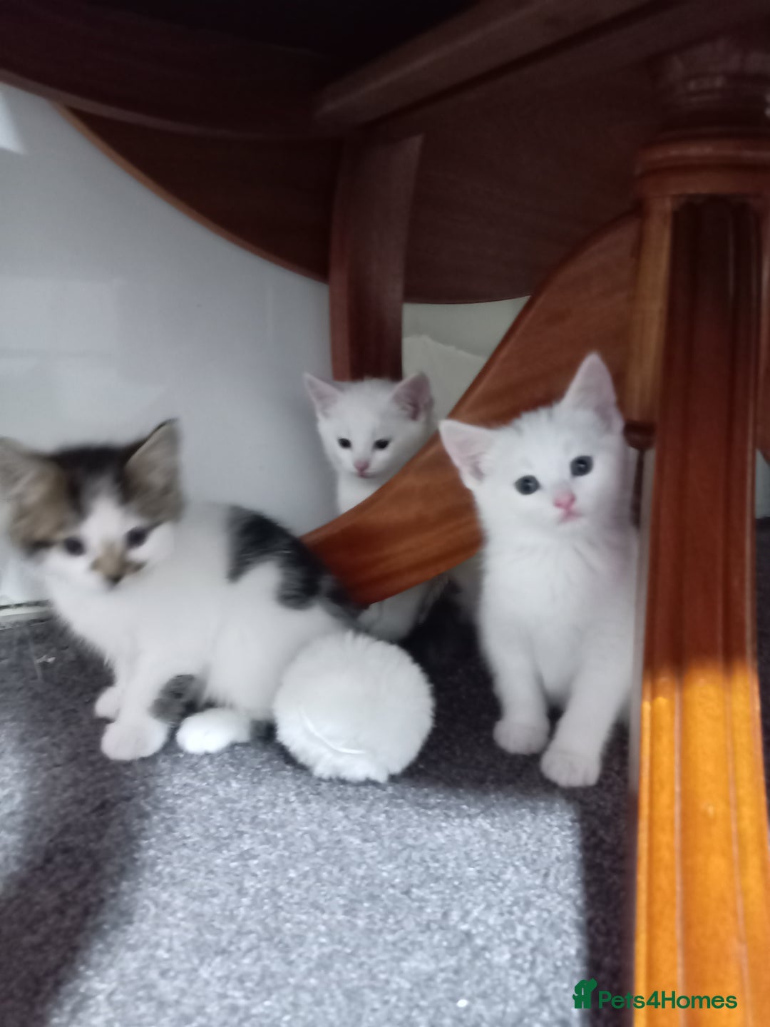 Russian Blue cats for sale: Mixed-breed kittens - Advert 3