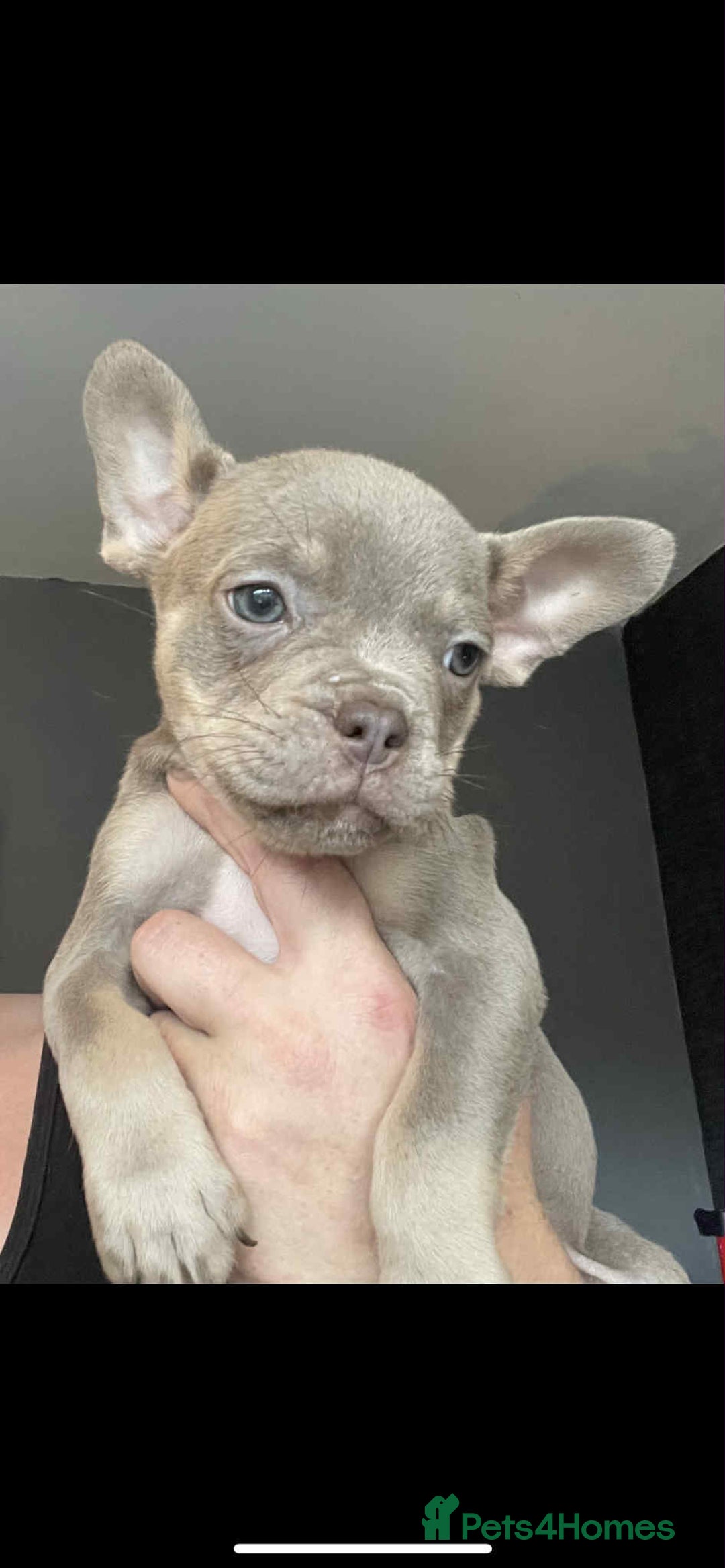 American Bulldog dogs for sale: Pocket bully  - Image 4