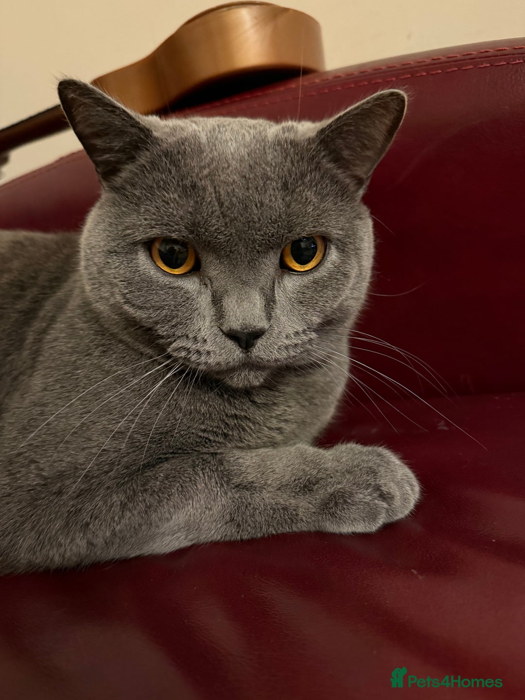 British Shorthair cats for sale: British Short Hair Blue Male - Advert 9
