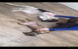 Mixed Breed dogs for sale: 2 female older dogs  - Image 7