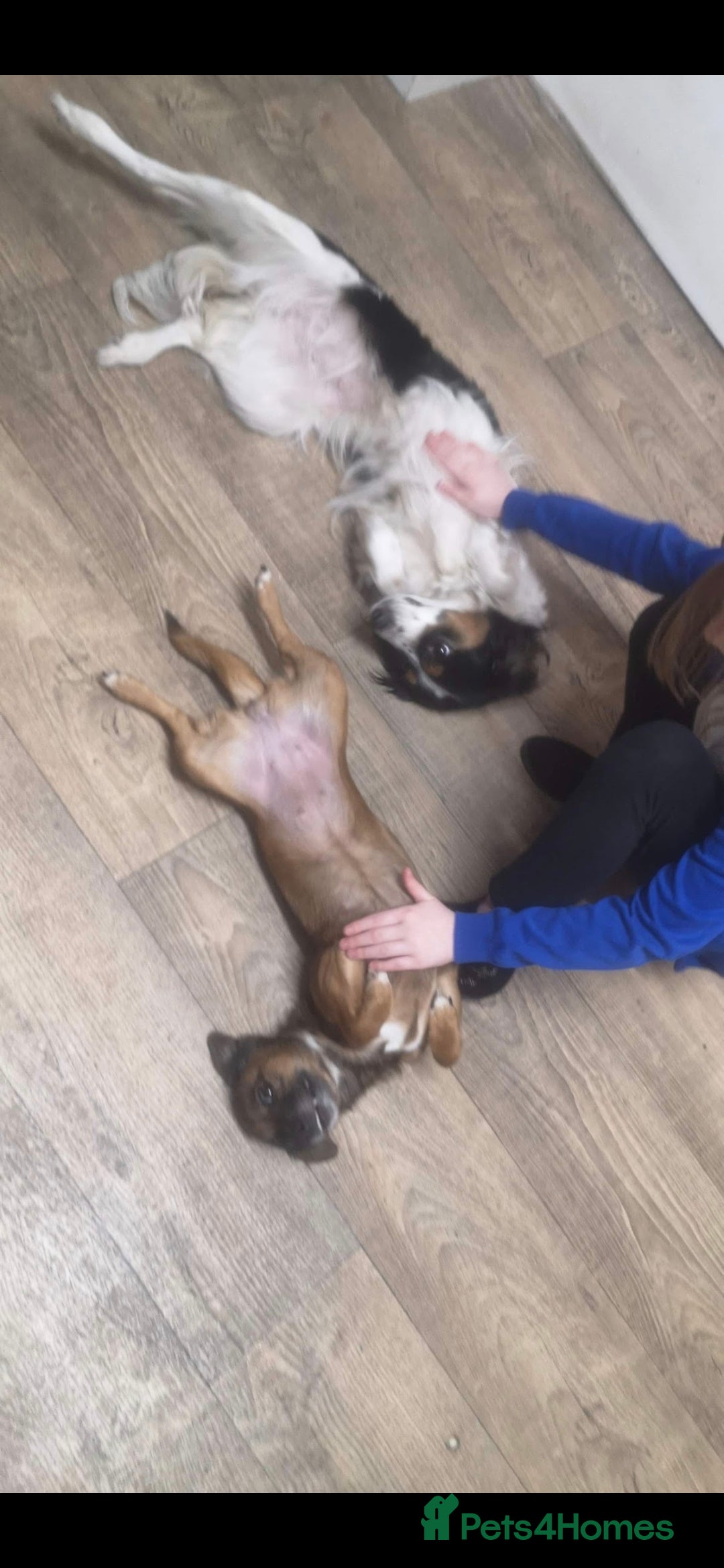Mixed Breed dogs for sale: 2 female older dogs  - Image 7