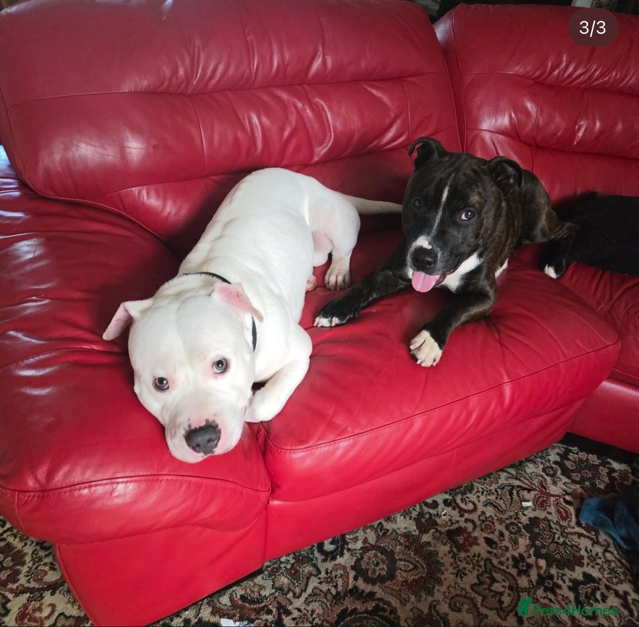 Staffordshire Bull Terrier dogs 2 dogs urgently need re homing  in Ilfracombe - Advert 3