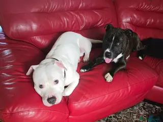 Staffordshire Bull Terrier dogs 2 dogs urgently need re homing in Ilfracombe - Advert 3