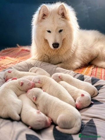 Samoyed dogs Samoyed - Advert 2
