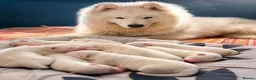 Samoyed dogs for sale: Samoyed - Advert 1