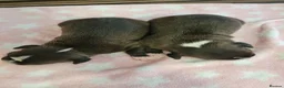 Staffordshire Bull Terrier dogs for sale: Kc reg black brindle staffys  - Advert 2