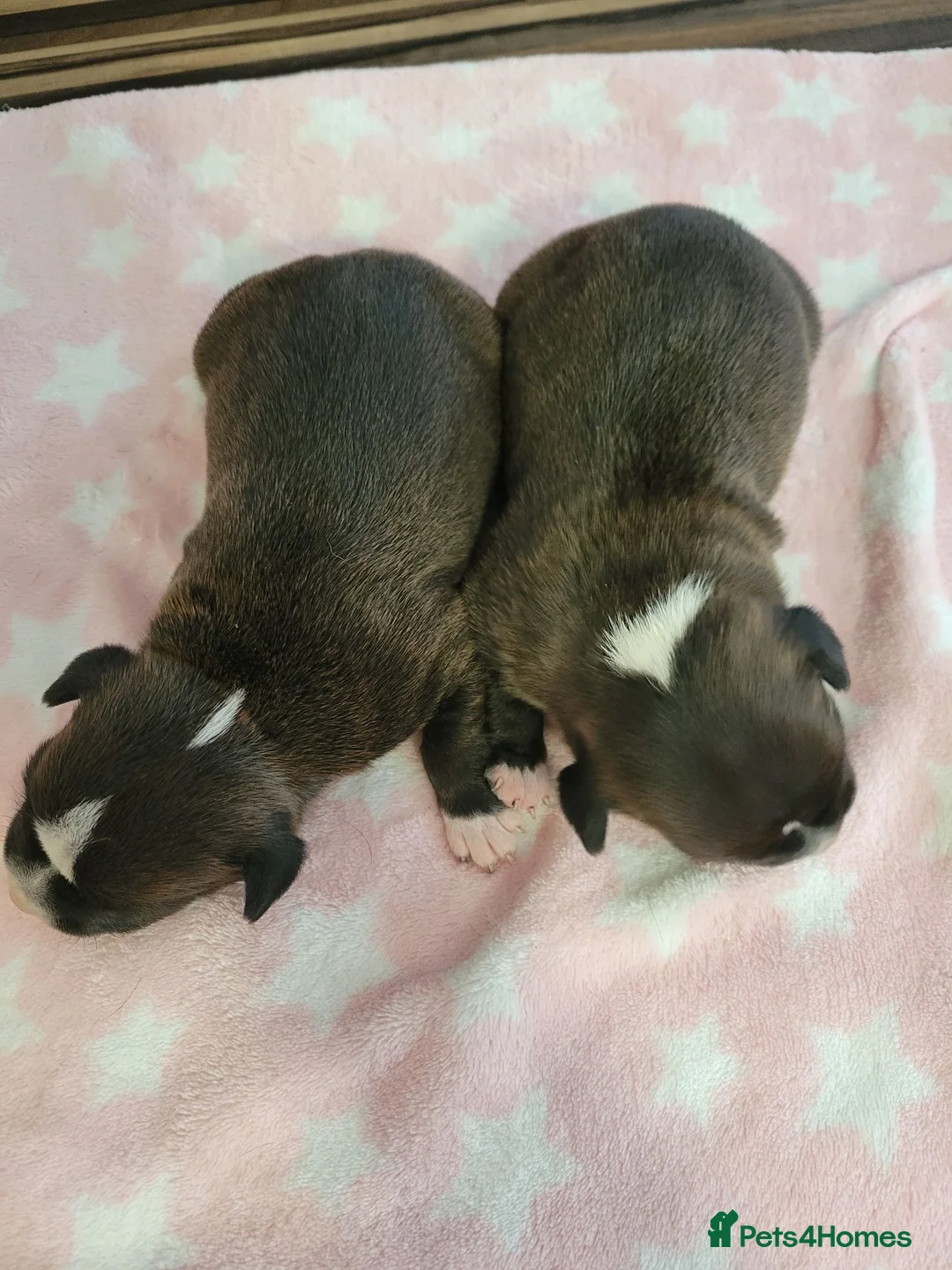 Staffordshire Bull Terrier dogs for sale: Kc reg black brindle staffys  - Advert 2