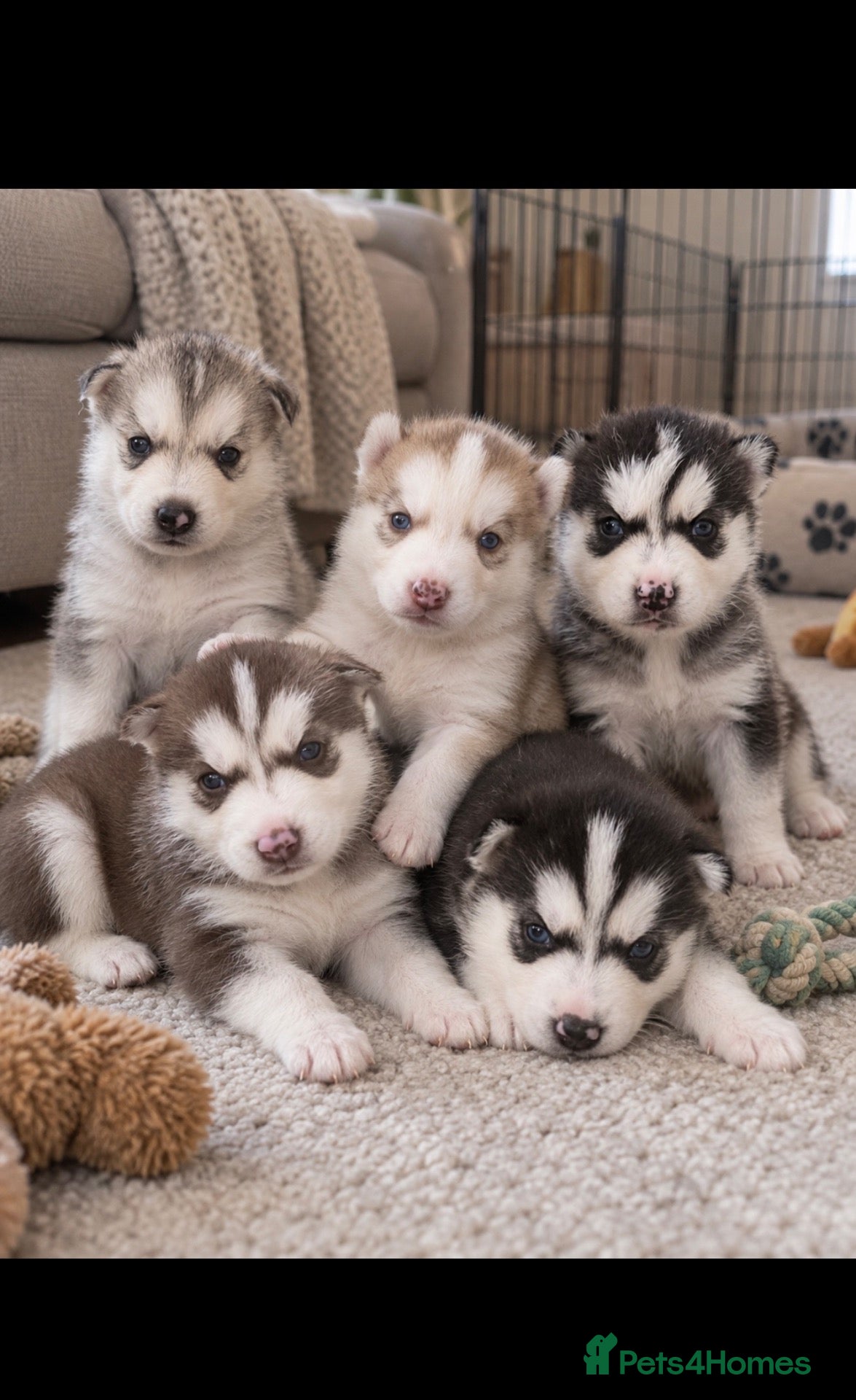 Siberian Husky dogs PURE SIBERIAN HUSKY PUPS - Advert 5