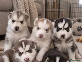 Siberian Husky dogs PURE SIBERIAN HUSKY PUPS - Advert 5