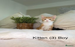 Mixed Breed cats for sale: 5 beautiful kittens 8 weeks old ready now  - Image 14
