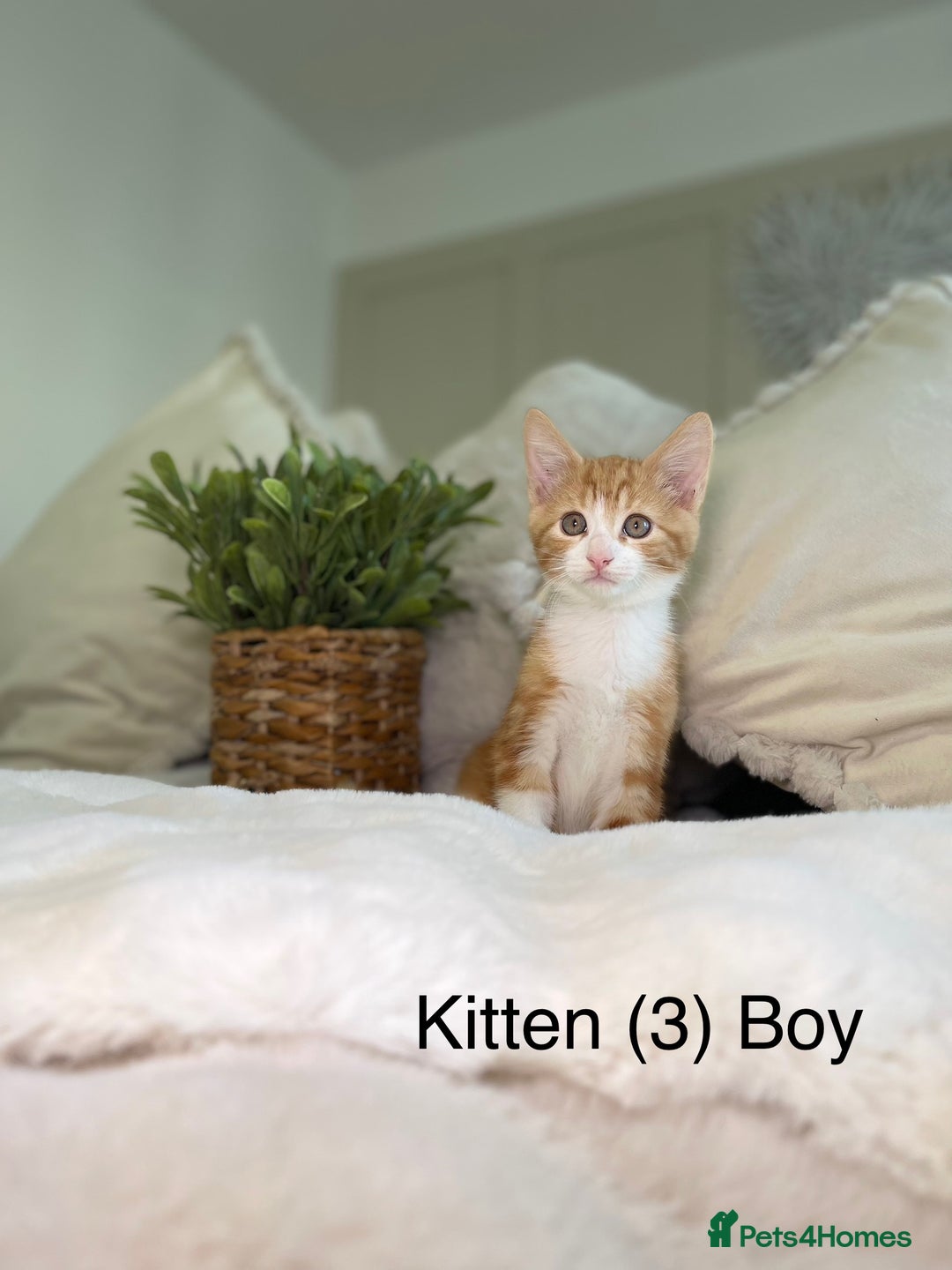Mixed Breed cats for sale: 5 beautiful kittens 8 weeks old ready now  - Image 14
