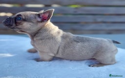 French Bulldog dogs for sale: QUALITY HEALTH TESTED KC FRENCH BULLDOG PUPPIES - Image 18