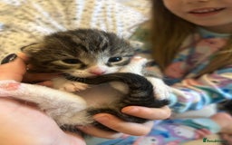Domestic Shorthair cats for sale: BEAUTIFUL KITTENS FOR SALE, READY TO GO 29th AUG - Image 18